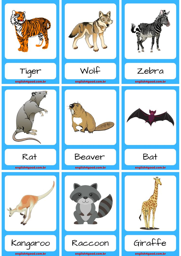 Wild And Farm Animals Flashcards Animal Flashcards 