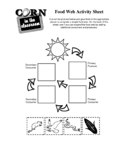 Food Chain Activity Food Chain Activities Food Web Worksheet Food