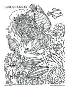 Great Barrier Reef Coloring Page At GetColorings Free Printable