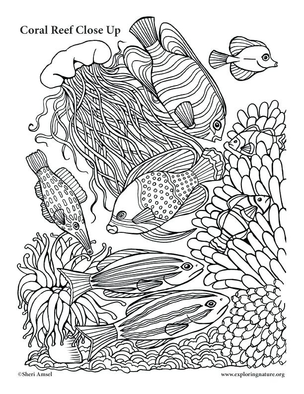 Great Barrier Reef Coloring Page At GetColorings Free Printable 