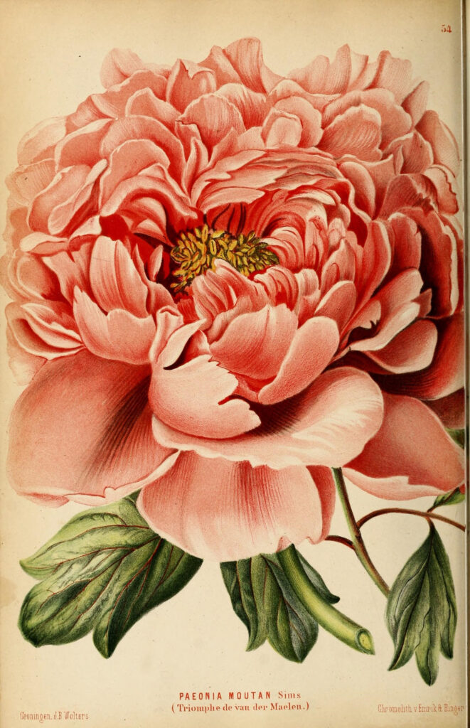 Remodelaholic 25 Free Printable Vintage Floral Images