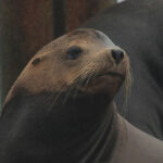 California Sea Lion Facts Animals Of North America WorldAtlas